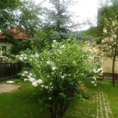 Pensiunea Paloma בראשוב